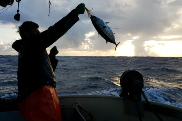 five-kings-fishing-co-1200px-003-catching-fish-silhouette
