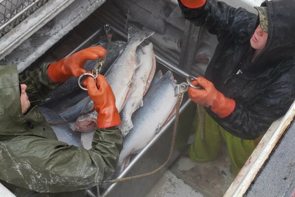 Frozen at Sea Fish
