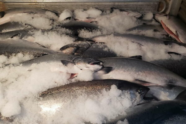 Frozen at Sea Fish