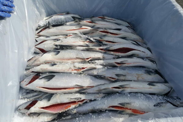 Frozen at Sea Fish